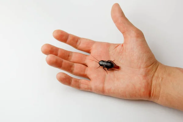 Cucaracha roja embarazada con un huevo en la mano humana. Macro foto de cerca . —  Fotos de Stock