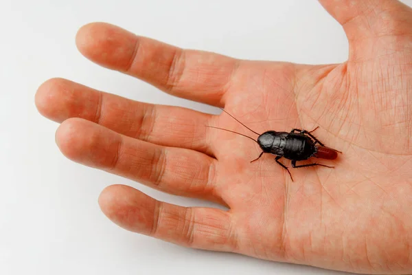 Cucaracha roja embarazada con un huevo en la mano humana. Macro foto de cerca . —  Fotos de Stock