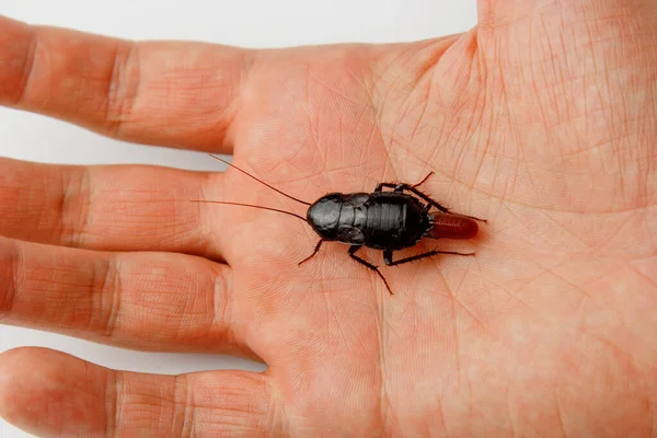 Cucaracha roja embarazada con un huevo en la mano humana. Macro foto de cerca . — Foto de Stock