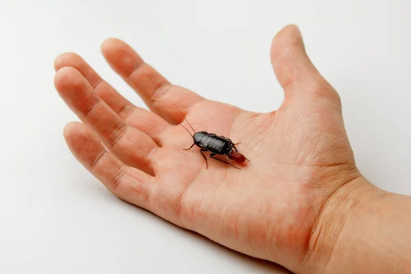 Cucaracha roja embarazada con un huevo en la mano humana. Macro foto de cerca . — Foto de Stock