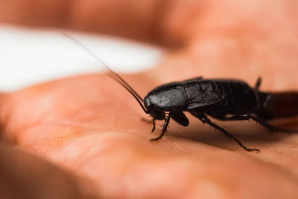 Rood zwangere kakkerlak met een ei op een menselijke hand. Macro foto close-up. — Stockfoto