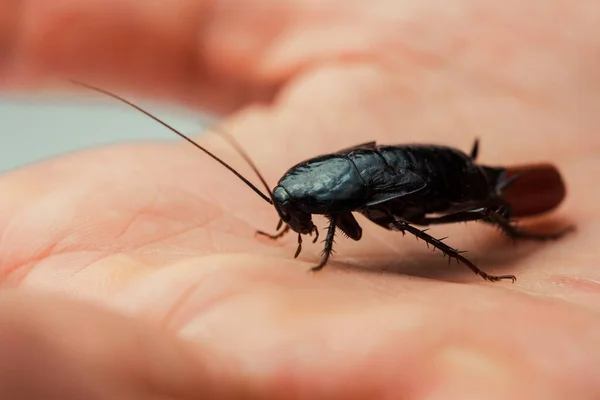 Rood zwangere kakkerlak met een ei op een menselijke hand. Macro foto close-up. — Stockfoto