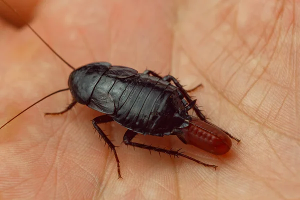 Cucaracha roja embarazada con un huevo en la mano humana. Macro foto de cerca . — Foto de Stock