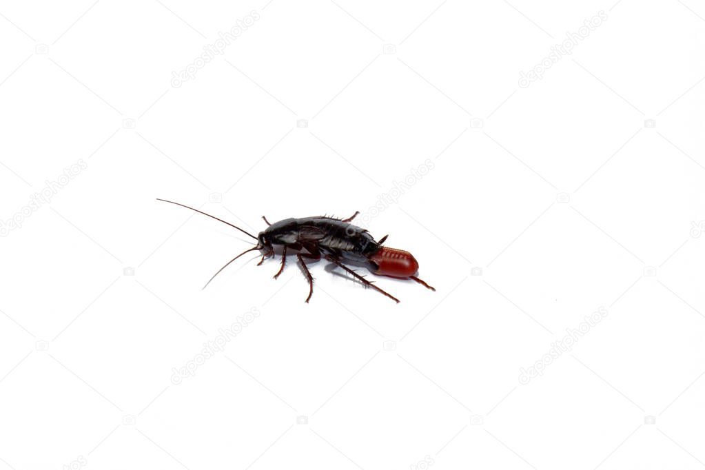 Red pregnant cockroach with an egg, on a white isolated background. Macro photo close-up.