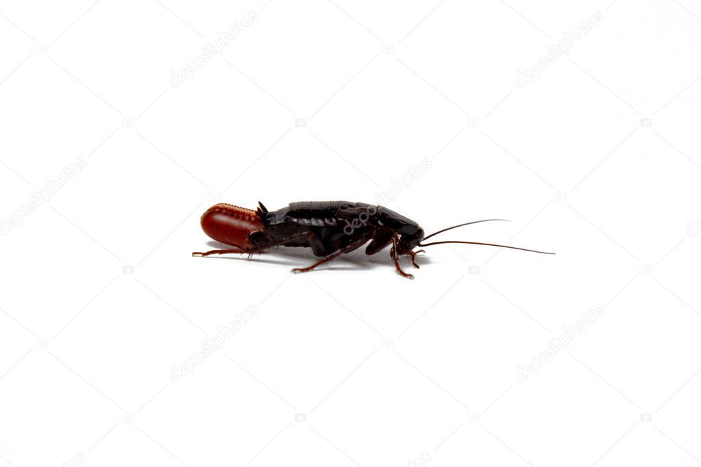 Red pregnant cockroach with an egg, on a white isolated background. Macro photo close-up.