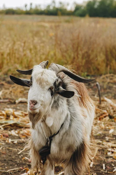Sakallı, büyük boynuzlu, bahçede otlayan güzel bir keçi. Hayvan koruma kavramı. — Stok fotoğraf