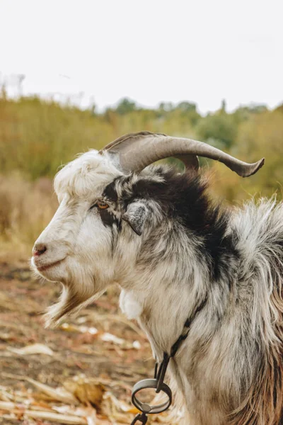 A beautiful goat with a beard and large round horns grazing in the garden. animal protection concept. — Stock Photo, Image