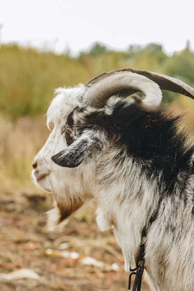 Una hermosa cabra con barba y grandes cuernos redondos pastando en el jardín. concepto de protección animal . — Foto de Stock