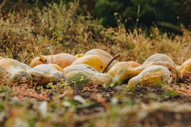 Balkabakları bahçeye serildi, hasat için hazırlar. Sonbahar balkabağı tarlası.