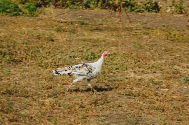Ev işi konsepti için bir çiftlikte büyük bir grup sağlıklı hindi. Kümes hayvanları..