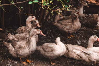 Çiftlikte yerli çiftçilik kavramı için bir grup sağlıklı beyaz ördek. Kümes hayvanları.