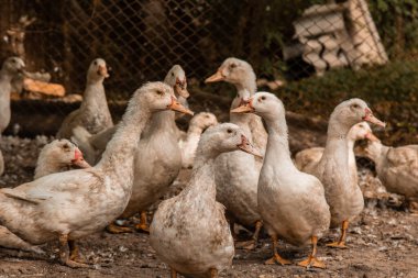 Çiftlikte yerli çiftçilik kavramı için bir grup sağlıklı beyaz ördek. Kümes hayvanları.