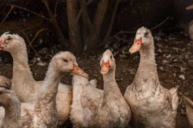 Çiftlikte yerli çiftçilik kavramı için bir grup sağlıklı beyaz ördek. Kümes hayvanları.