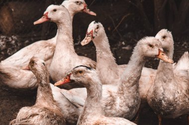 Çiftlikte yerli çiftçilik kavramı için bir grup sağlıklı beyaz ördek. Kümes hayvanları.
