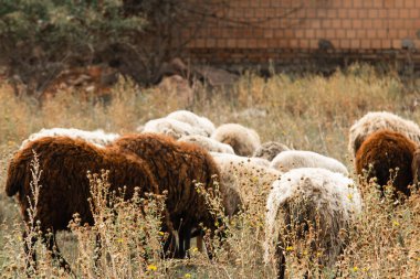 Bir kahverengi, beyaz ve kara koyun sürüsü tarlada otluyor. Artiodactyler, yünlü hayvanlar.