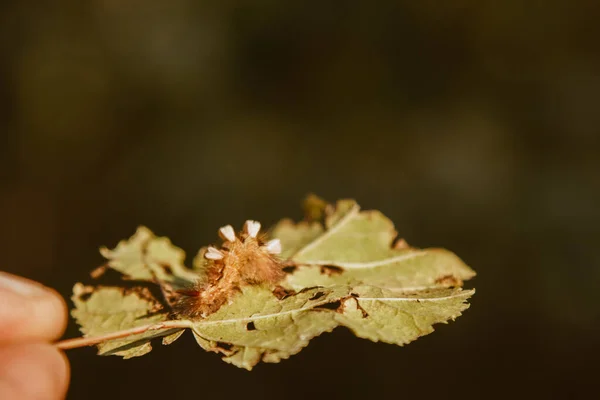 Die flauschige, mehrfarbige Raupe frisst ein Blatt vom Baum. Schädling des Waldes. — Stockfoto