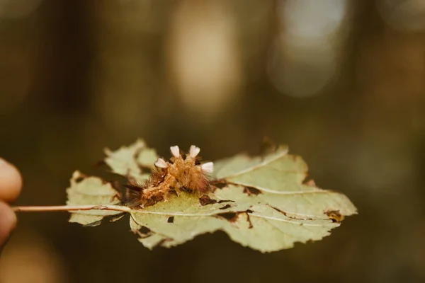 Die flauschige, mehrfarbige Raupe frisst ein Blatt vom Baum. Schädling des Waldes. — Stockfoto
