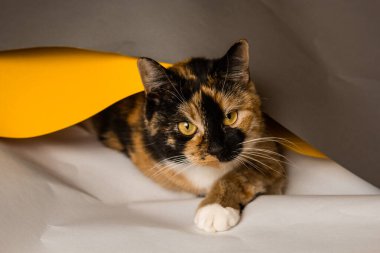 Üç kedili ev kedisi gri, beyaz ve sarı çarşaflarda oynar. Çarşaf gevşemeye çalışıyor. Şakacı bakışları olan sevimli, güzel bir kedi yavrusu..