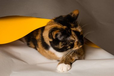 Üç kedili ev kedisi gri, beyaz ve sarı çarşaflarda oynar. Çarşaf gevşemeye çalışıyor. Şakacı bakışları olan sevimli, güzel bir kedi yavrusu..