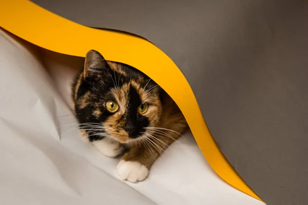 Domestic three-cat cat plays in whatman sheets of gray, white and yellow. The sheet is trying to unwind into a pipe. A cute, beautiful kitten with a playful look taunts.