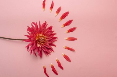 Pembe arka planda pembe bir çiçek. Kadın sağlığı konsepti. Şefkat, özen ve nezakete bir gönderme..