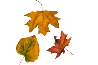 Beyaz izole bir zemin üzerinde renkli sonbahar ağacı yaprakları. Renkli sonbahar deseni.