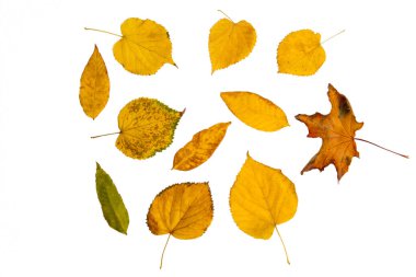 Beyaz izole bir zemin üzerinde renkli sonbahar ağacı yaprakları. Renkli sonbahar deseni.