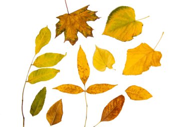 Beyaz izole bir zemin üzerinde renkli sonbahar ağacı yaprakları. Renkli sonbahar deseni.