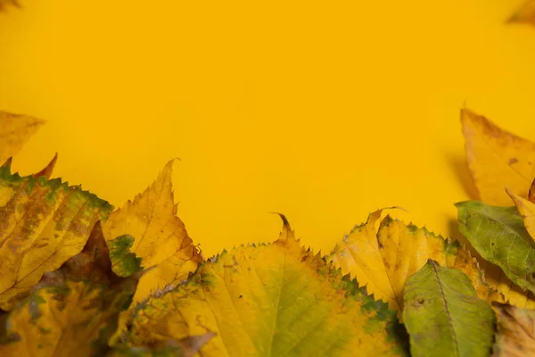 Autumn composition. Multicolor green yellow, red, maple leaves isolated on yellow background. Flat lay, top view, copy space. Fall concept. Autumn background. Creative season layout.