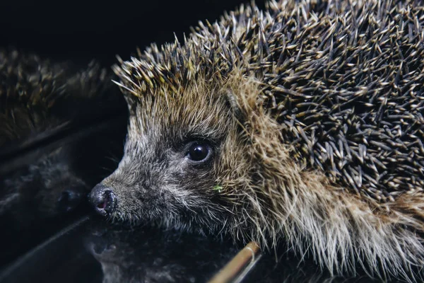 Ein schöner kleiner grauer Igel sitzt auf den Klaviertasten. Klavierspielen. Musikschule, Bildungskonzept, Jahresanfang, Kreativität. Musikinstrument, Klassik, Melodie. Maulkorb aus nächster Nähe. — Stockfoto