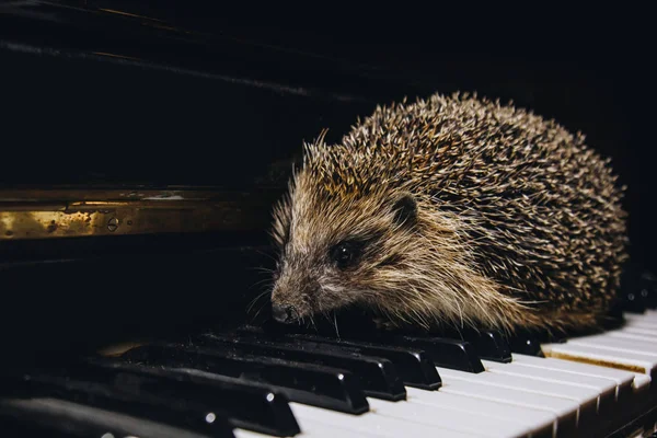 Krásný malý šedý ježek sedí na klavírních klávesách. Hra na klavír. Hudební škola, vzdělávací koncept, začátek roku, kreativita. Hudební nástroj, klasický, melodický. Detailní záběr z hlavně. — Stock fotografie