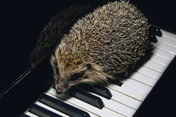 Krásný malý šedý ježek sedí na klavírních klávesách. Hra na klavír. Hudební škola, vzdělávací koncept, začátek roku, kreativita. Hudební nástroj, klasický, melodický. Detailní záběr z hlavně. — Stock fotografie