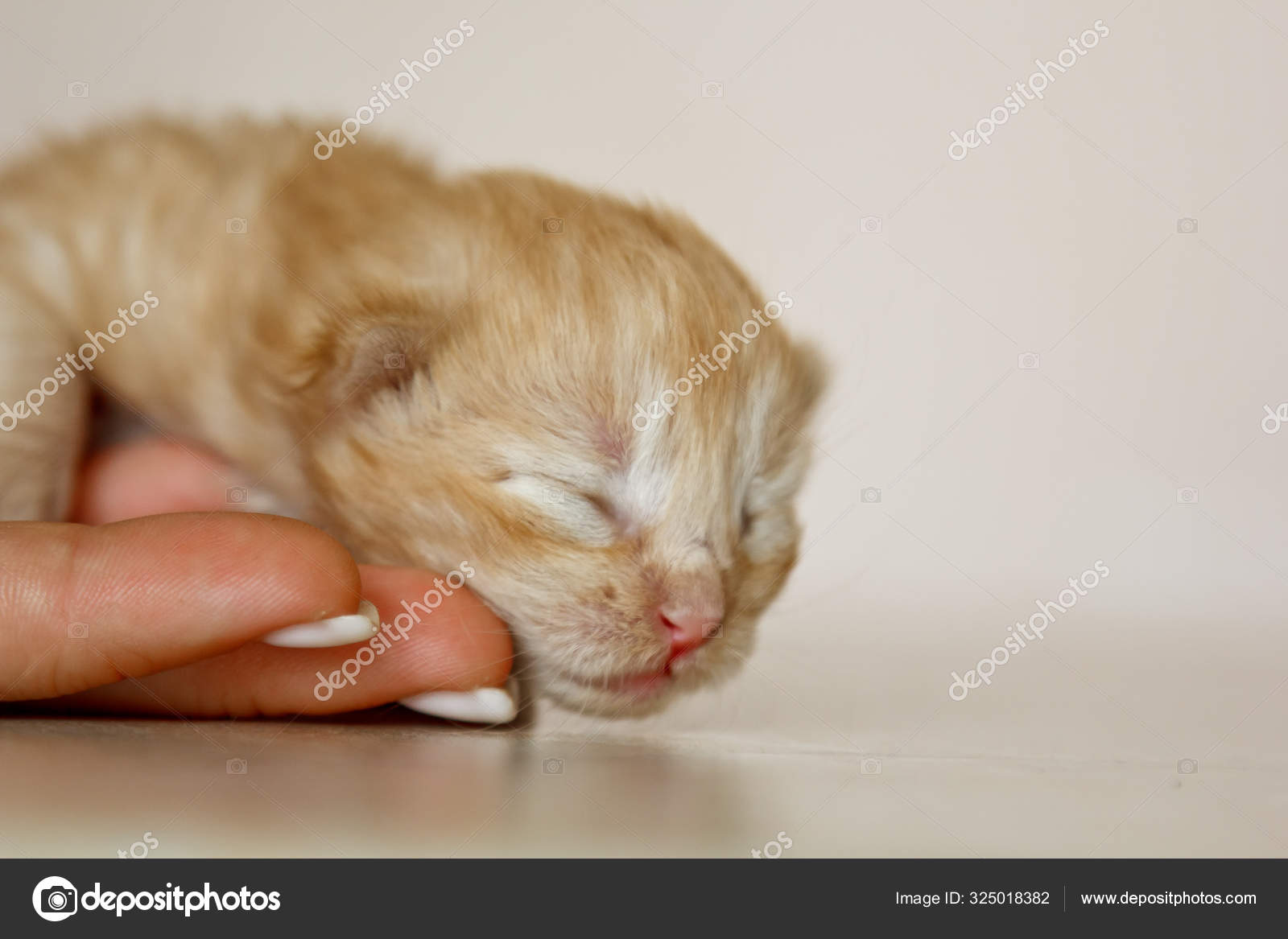 Beige Kleine Flauschige Susse Katzchen In Der Nahaufnahme Eine Woche Alte Neugeborene Katze Mit Geschlossenen Augen Tierbabys Und Entzuckendem Katzenkonzept Stockfotografie Lizenzfreie Fotos C Yuliiahurzhos 325018382 Depositphotos