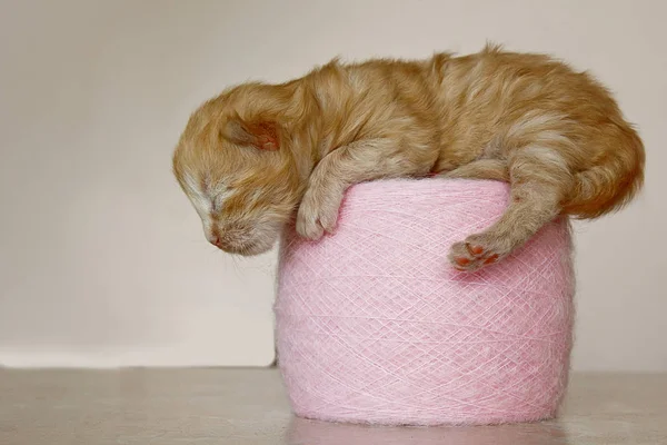 Bege, pequeno, fofo gatinho bonito em uma bola de fios macios. Gato recém-nascido de uma semana com olhos fechados, animais infantis e conceito adorável de gato . — Fotografia de Stock