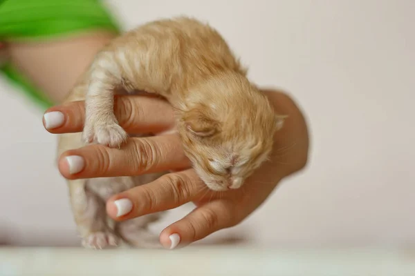 Gatito lindo beige, pequeño y esponjoso en las manos. Gato recién nacido de una semana con ojos cerrados, animales para niños y concepto de gato adorable . — Foto de Stock