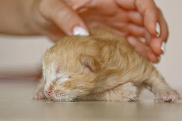 Beige, pequeño, lindo gatito esponjoso en las manos de cerca. Gato recién nacido de una semana con los ojos cerrados, animales de bebé y adorable concepto de gato . — Foto de Stock