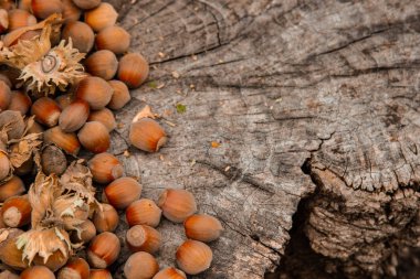 Eski bir kütüğün üzerinde bir demet taze fındık. Yüzeyin derinliği. Yemek proteini. Fıstık Ezmesi Reklamcılığı. Bir orkide deseninin arkaplan resmi.