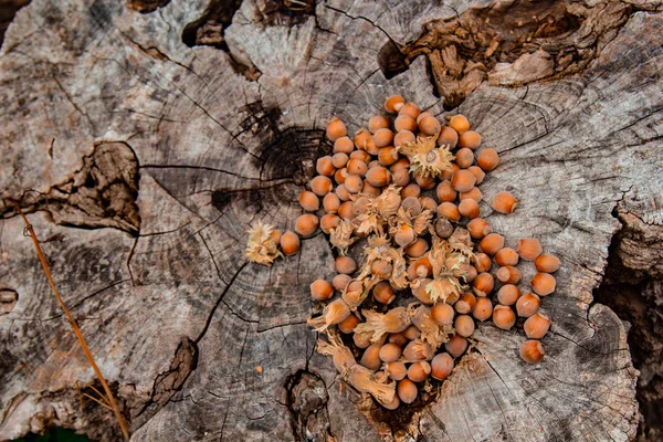 Um monte de avelãs maduras frescas num toco velho. Profundidade de campo rasa. Proteína alimentar. Publicidade de manteiga de amendoim. Imagem de fundo de um padrão de orquídeas . — Fotografia de Stock