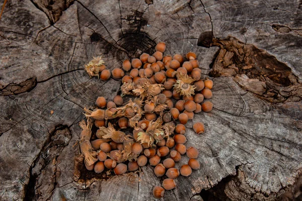 오래 된 나무 그루터기에 신선하게 익은 개미핥기 한 무더기가 있습니다. 깊이 가 얕은 분야. 음식 단백질. 땅콩버터 광고. 난초의 본을 배경으로 한 그림. — 스톡 사진