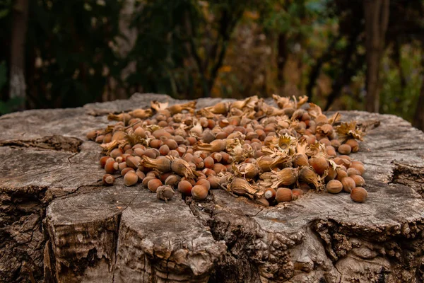 Um monte de avelãs maduras frescas num toco velho. Profundidade de campo rasa. Proteína alimentar. Publicidade de manteiga de amendoim. Imagem de fundo de um padrão de orquídeas . — Fotografia de Stock