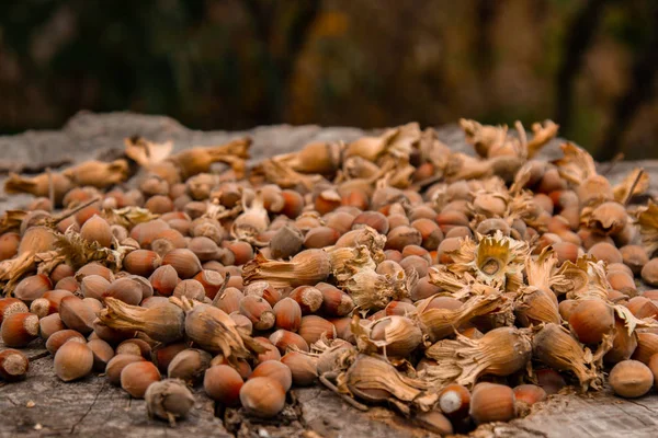 Un montón de avellanas frescas y maduras en un viejo tocón. Profundidad de campo superficial. Proteína alimentaria. Mantequilla de cacahuete Publicidad. La imagen de fondo del patrón de las orquídeas . — Foto de Stock