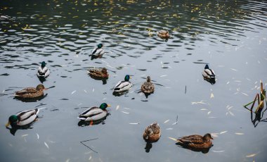 Vahşi doğadaki kuşlar ve hayvanlar. İnanılmaz bir homurtulu ördek, güneş ışığı altında mavi suyla bir gölde ya da nehirde yüzer. Komik bir ördeğin perspektifini kapat.