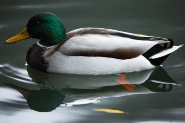Vahşi doğadaki kuşlar ve hayvanlar. İnanılmaz bir homurtulu ördek, güneş ışığı altında mavi suyla bir gölde ya da nehirde yüzer. Komik bir ördeğin perspektifini kapat.