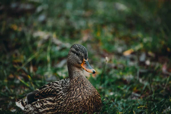 Close-up wild duck nibbles on grass and walks on green grass near a pond. Feathers in macro with water droplets. — 图库照片