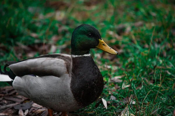 Close-up wild duck nibbles on grass and walks on green grass near a pond. Feathers in macro with water droplets. — 图库照片