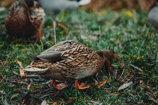 Close-up wild duck nibbles on grass and walks on green grass near a pond. Feathers in macro with water droplets. — 图库照片