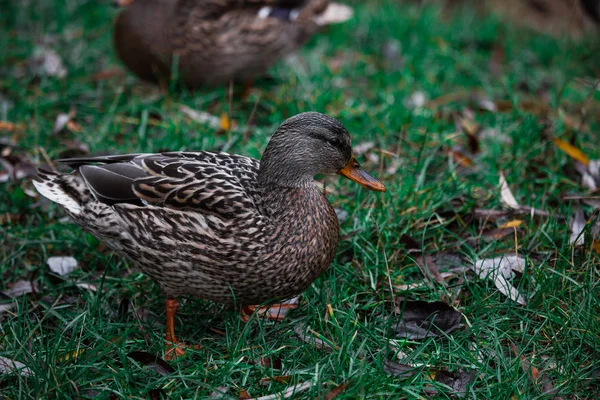 Zblízka divoká kachna okusuje trávu a kráčí po zelené trávě u rybníka. Peří v makru s kapkami vody. — Stock fotografie