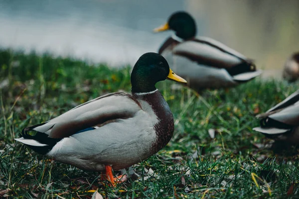 Close-up wild duck nibbles on grass and walks on green grass near a pond. Feathers in macro with water droplets. — 图库照片