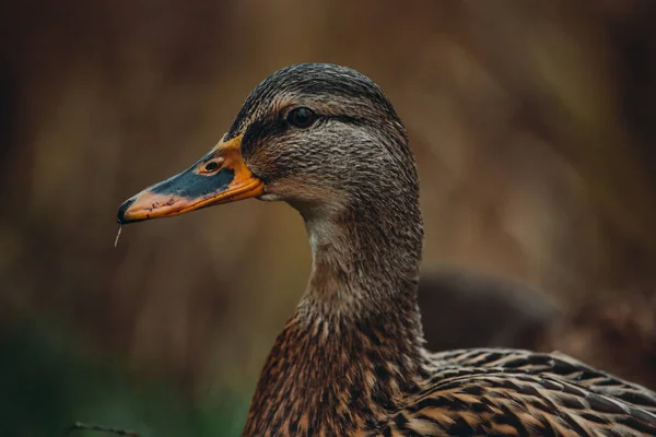 Close-up wild duck nibbles on grass and walks on green grass near a pond. Feathers in macro with water droplets. — 图库照片