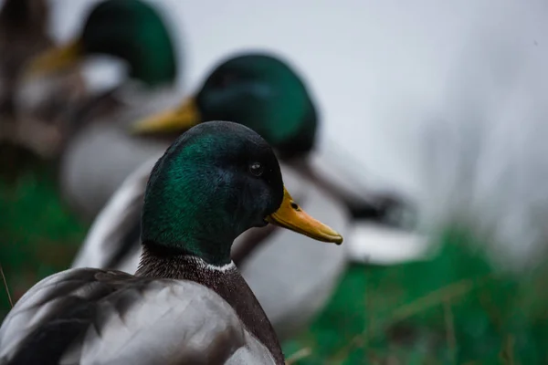 Nahaufnahme Wildenten knabbern an Gras und spazieren auf grünem Gras in der Nähe eines Teiches. Federn im Makro mit Wassertropfen. — Stockfoto